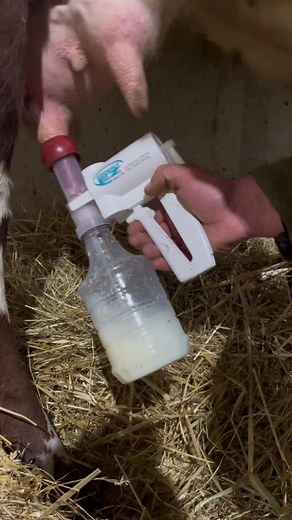 Safe tube feeding a calf method. Get it right 100% of the time. Uderly ezmilker.#farmlife #agriculture #farmlifeisthebestlife #farmer #farmtok #stockman #cows #newborn #animal #animal #uderlyez #colostrum #tubefeeds #bottlefeedcalf #badhairday