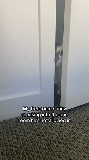 Sneaky Bunny - Naughty Bunny Adventures