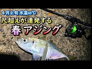 April: Spring Horse Mackerel Fishing - Horse mackerel fishing with over 100cm fish