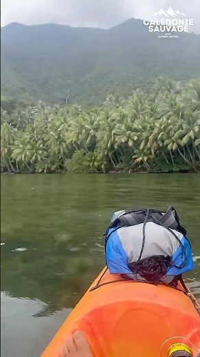 🚣‍♂️ Remonte la côte oubliée en kayak, entre mer et forêt #CaledonieSauvage