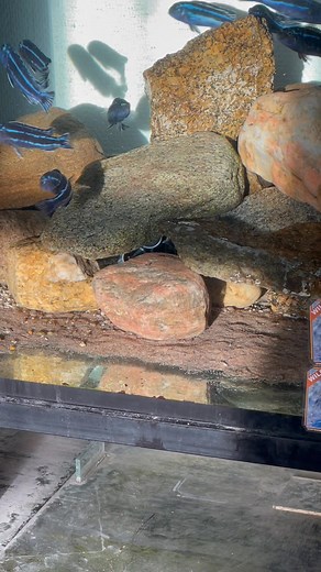 Wild Pseudotropheus cyaneorhabdos from Maingano | Dansk Malawi Import