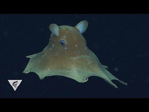 Flapjack octopus: This charming cephalopod made headlines for cuteness