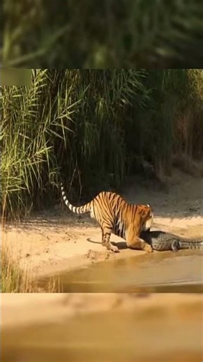 Powerful Bengal Tiger Takes Down Crocodile Up Close