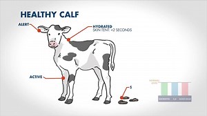 Do You Know how to manage calf scours? Watch short video with recommendations on how to manage calf scours. | DeLaval