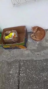 1.4K views · 31 reactions | Nos reportan este caso GUERO es un dulce gatito que necesita de suma urgencia un  hogar definitivo En la calle corre muchos peligros , pasa hambre y en las noches hace mucho frío 梁 Alguien que desee adoptarlo El parece que tuviera un añito más o menos y es muy cariñoso Es como si con sus ojitos pidiera que lo lleven  Más información al 096 782 8628 0992883355 Ayúdanos a compartir x favor | Adopción Animal Guayaquil - AG | Facebook