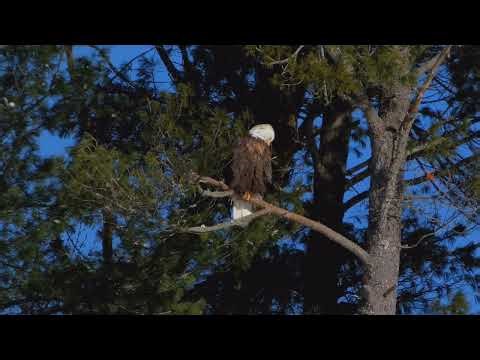 Preening Bald Eagle