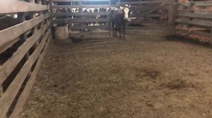9.9K views · 65 reactions | 15 Brahman Cows Bred to Brahman or Hereford Bulls, they will calf July-September. Clay Nohavitza 9795416703 | CowboySales.com | Facebook