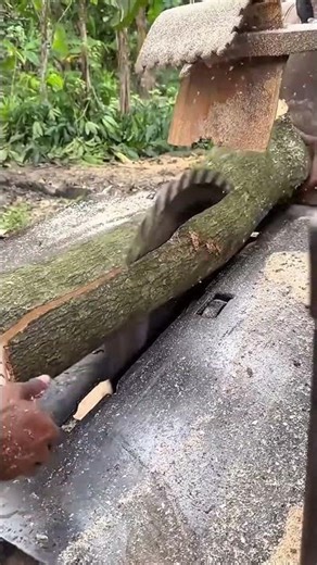 Cutting logs into boards using a large circular saw in a sawmill with sawdust flying everywhere