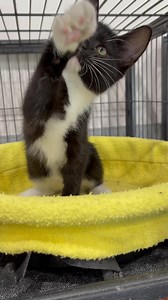 2.2K views · 176 reactions | Who’s ready for some Jose Cuervo? Jose is the perfect companion for taco Tuesdays, movie nights, and spontaneous dance parties. This fun little boy will definitely be the life of your next dinner party. Stop by our shelter this weekend to meet Jose and the rest of the kittens in our shelter. | Nate's Honor Animal Rescue Center | Facebook