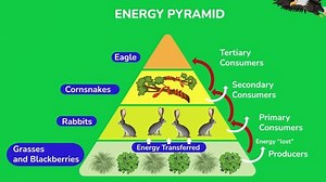 Animated Chart Energy Pyramid Stock Footage Video (100% Royalty-free) 1103380811 | Shutterstock