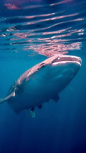 🗓️: September 14, 2025 📍: Cenderawasih Bay, West Papua, Indonesia. A remarkable day unfolded as guests aboard Seabourn Pursuit set out by Zodiacs to traditional bagans, floating fishing platforms where local fishermen share the sea with whale sharks. Drawn by fish caught in deep nets, these gentle giants form a rare, symbiotic connection with the people who live here. As guests slipped into the water, the thrill was immediate. Emerging from the shadows, a massive, spotted whale shark glided pa