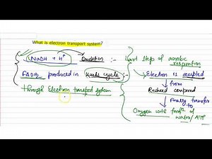 What is electron transport system? What are the site of respiration?