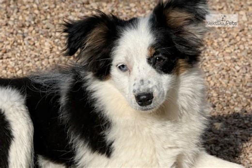 Amelia - Miniature Australian Shepherd Puppy FFAD53
