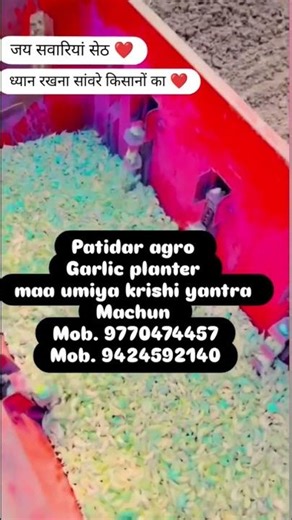 Garlic planter Machun Madhya Pradesh