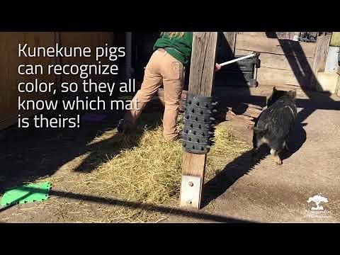 Kunekune Training