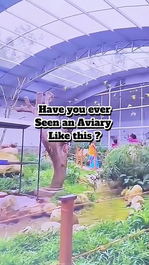 This is one of the most stunning indoor aviaries I’ve ever built. Packed with natural branches, bright light, and space for the birds to really stretch their wings — it’s basically a little paradise under one roof. Would you love something like this in your home? Let me know in the comments 👇 #IndoorAviary #BirdRoom #PetBirds #BirdKeeping | Bird Lounge