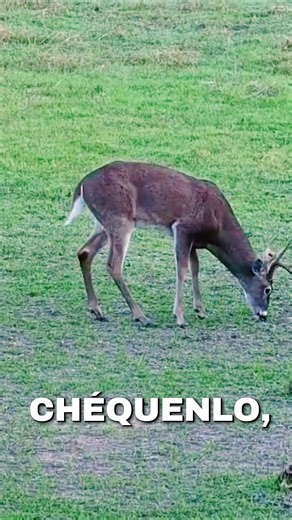 Great shot 🦌 with an amazing bow 🏹! 🦌✌️🇺🇸🇲🇽 #danysoutdoors #deerhunting #hunting