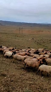 266K views · 1.6K reactions | Anatolian shepherd dogs can encounter...