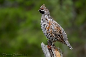 Hazel grouse - Alchetron, The Free Social Encyclopedia
