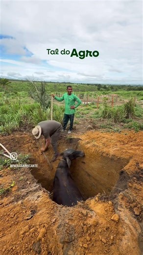Anything can happen on Tal do Agro, even cows falling into septic tanks! #taldoagro