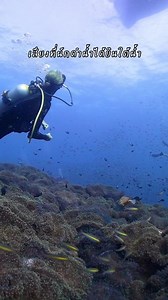 เกาะเต่า สคูบ้าคลับ บน TikTok