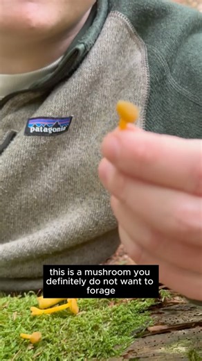 Is that a Chanterelle or a Silent Poisoner🍄‍🟫