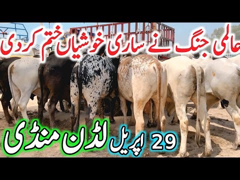 Today Luddan Cow Mandi Fresh Latest Update Video | Sahiwal Cholistani Bachre | Qurbani 2026 Cows