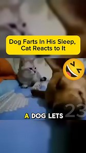 88K views · 263 reactions | Dog Farts In His Sleep, Cat Reacts to It | Trending Topics Today | Facebook
