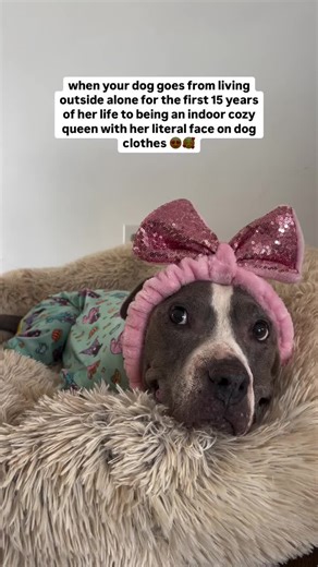 My how things have changed 💗 It’s crazy to think Sheebs has gone from living outside all alone to being a spoiled couch queen with her VERY OWN @toothandhoney PJ print 😍!!! Our limited edition @toothandhoney pittie pajama party print is officially LIVE! It’s available in PJs, a vest, or a fuzzy blanket 🤩. The PJs and vest are limited stock so snag ‘em while you can! Use code “RIOT10” to save 💗 Tag a friend share with a Sheba lover 💞 | follow @wethreepitties for more Queen Sheba content #too