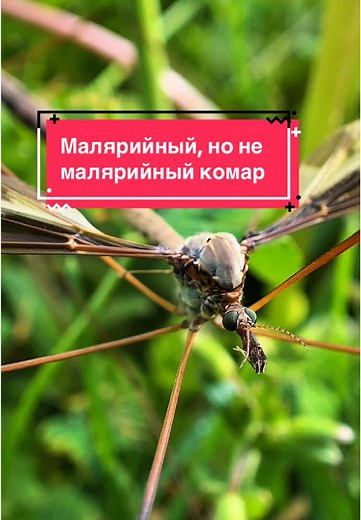 Комары долгоножки: безвредные, но опасные личинки