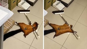 A Flying Squirrel Hears Footsteps, And Fakes His Own Death After Staging The Crime Scene.