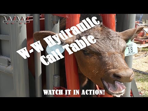 W-W Hydraulic Calf Table