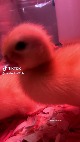 Callduckofficial on TikTok
