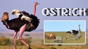 741K views · 10K reactions | Ostrich world's largest birds | Amazing...