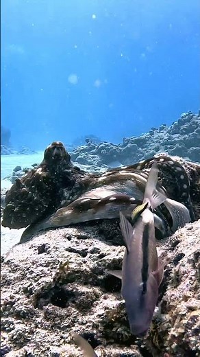 Shape shifting colour changing OCTOPUS #octopus #underwaterworld #ocean #marinelife