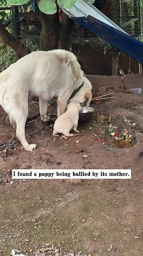 64K views · 1.8K reactions | I found a puppy being bullied by its mother. The puppy kept crying out in pain. I reached out my hand to call the puppy. The puppy was so poor. I decided to take it in, and then…#rescue #animals #puppy | Love My Pup, Love My Dog | Facebook