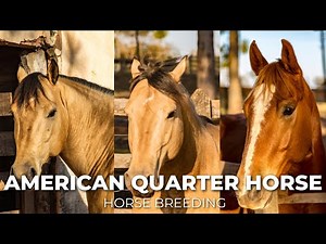 American Quarter Horse | Horse Breeding ‪@WildHorseSecrets‬