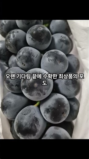 지리산 고랭지 충랑포도 1.5kg 2kg 고당도 산지직송 제철과일