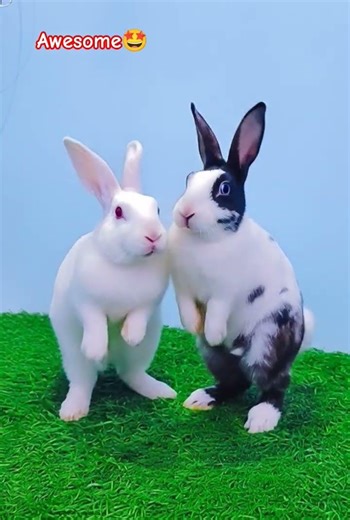 Cute pet Rabbit jumping dance ✨❤🌹😍 #cutebunny #bunnyvlogsnew #rabbite #petslovers #rabbitdance