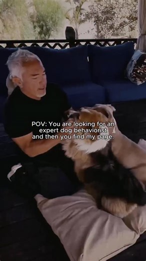 Cesar Millan on Instagram: "Hi, I’m Cesar Millan. I’m a dog behavior expert and human trainer with over 20 years of experience helping people solve real behavior issues with their dogs. I teach calm, confident leadership so dogs can feel safe, balanced, and fulfilled. Follow for practical dog psychology, training guidance, and better relationships with your dog. #dogpsychology #dogbehavior #dogtraining #doglovers Hola, soy Cesar Millan. Soy experto en comportamiento canino y entrenador de humano