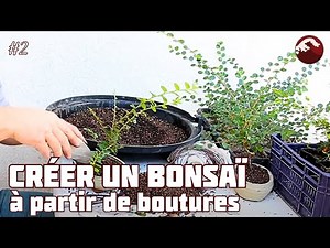 HOW TO MAKE YOUR FIRST BONSAI? 🌱NEJIKAN BONSAI 🌱