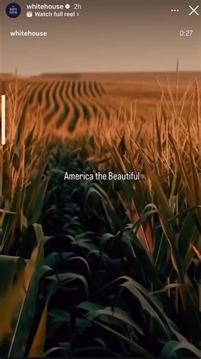 Corn comms are back 🌽✍️🇺🇸🍯🌽