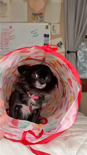 TUNNEL FLYING PUDDIN 😱❤️