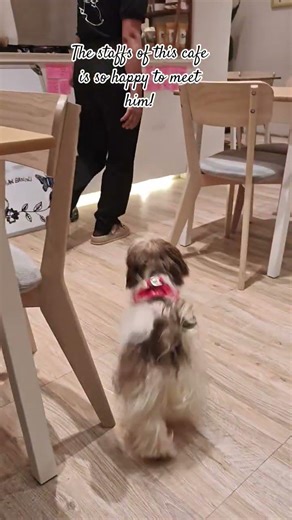The staffs of this cafe is so happy to meet him! #shorts #ytshorts #trending #shortvideo #explore