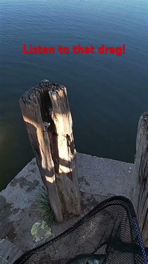 The Sound of Drag Ripping! #fishing #crappiefishing