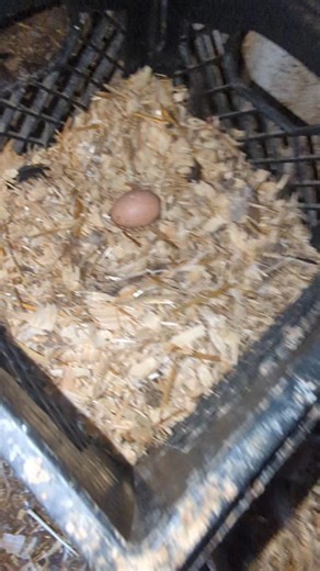 Why Do I Not Collect These Chicken Eggs?