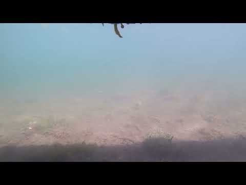 Footage of underwater camera drone