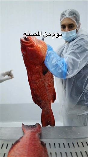 Dive into our behind-the-scenes seafood quality checks 🌊🦐 Ensuring the best from ocean to plate! #SeafoodQuality #FreshFromTheSea #BehindTheScenes #BTS | Seafood Factory