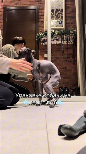 Video van Zephyr (@zephyr_iggy) over Dog Package Delivery