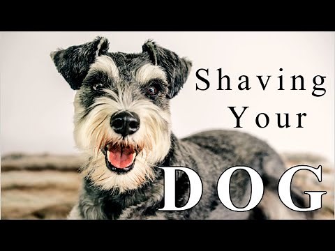How to Shave Your Dog (Full Body Groom on a Schnauzer)
